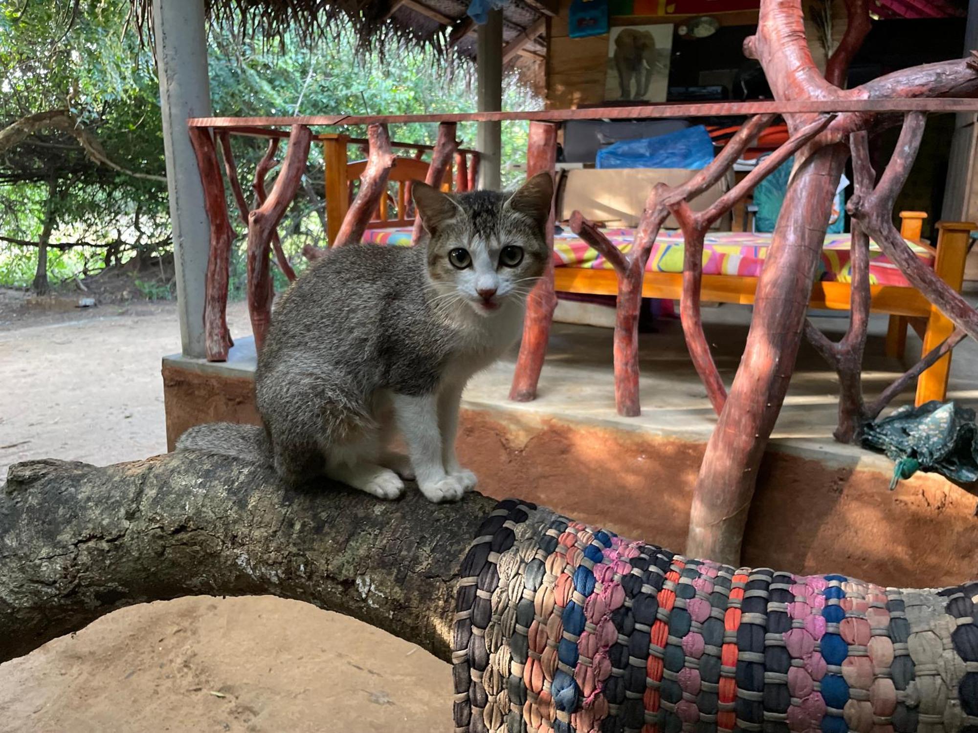 Yala Eco Bush Camp Hotel ภายนอก รูปภาพ