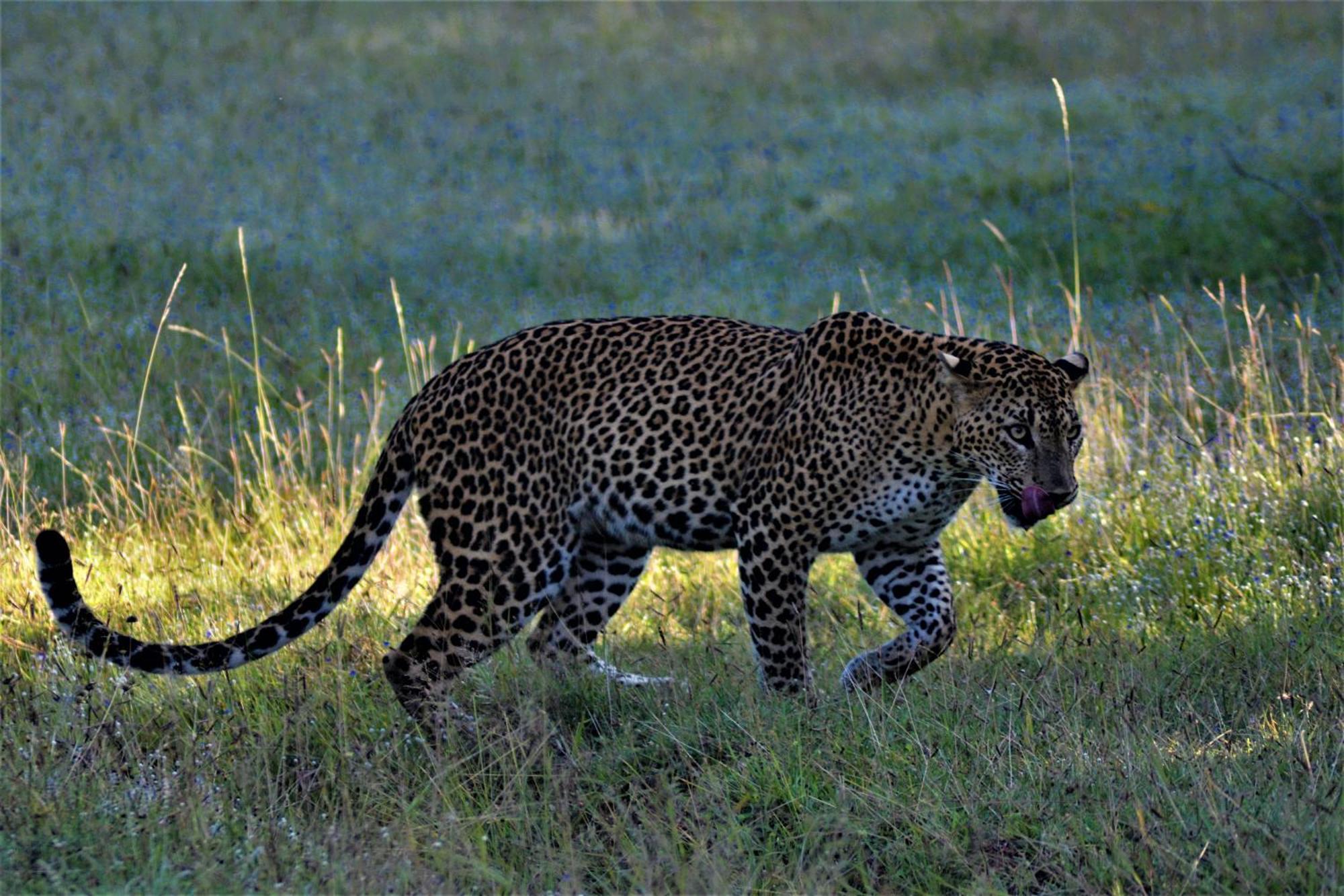 Yala Eco Bush Camp Hotel ภายนอก รูปภาพ