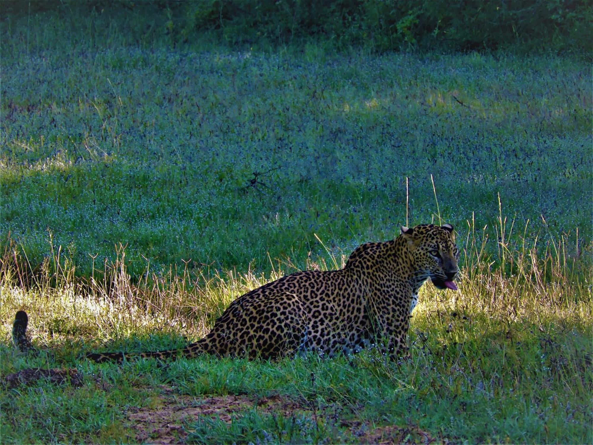 Yala Eco Bush Camp Hotel ภายนอก รูปภาพ
